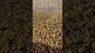 MTX Trail mix is my favorite #deerhunting #deer #deerfeed #fyp #hunting