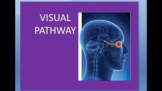 Ophthalmology 324 a Afferent Visual Pathway Lesions Eye how we see brain nerves