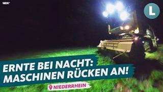 Pea harvest | WDR Lokalzeit Land.Schafft.