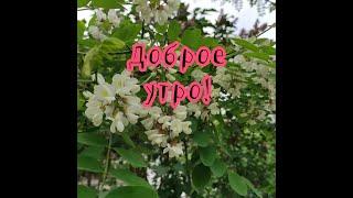 Доброе утро в последний день весны