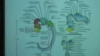 Behavioral Neuroscience Lab, Lec 1, Psychology 116, UCLA