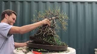 Angkor made it to Bonsai Focus Magazine & Epcot Disney (Ficus Root over Statue )