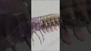 아주 이상한 작은 동물  #shorts #다큐멘터리 #역사 #유튜브 #바다