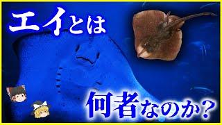 【ゆっくり解説】釣り人からは嫌われる？「エイ」とは何者なのか？を解説/細胞そのものを破壊する毒…2020年に新種発見⁉️