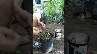 HOW TO GRAFT JUJUBE OR MANSANITAS SEEDLINGS