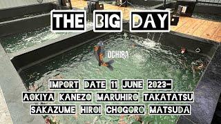 Final Transformation Date- 11 June 2024 - 1000+ Imported Japanese Koi  Arrive at Ochiba Koi India