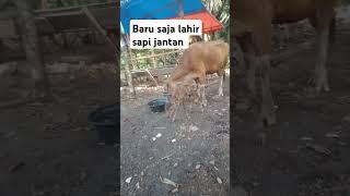 Baru saja lahir sapi jantan