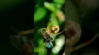 The spider hunted #rangurakkara #villagelife #tranding #viral #shorts