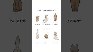 Cat Tail Meaning ⁉️. #Cat