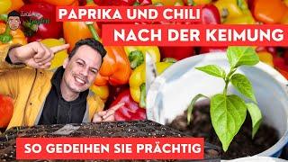 Paprika (Chili) ist gekeimt - so geht es weiter!