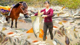 Harvesting Many Big Fish At Pond Goes To Countryside Market Sell, Vegetable Gardening - Farm Life