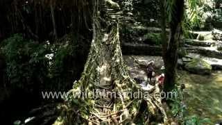 Spectacular Double Decker root bridge in Meghalaya : harnessing nature without damage