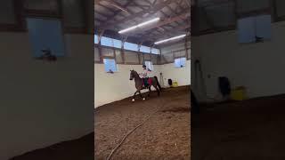 not an eq based lesson more of a “addie needs to relax lesson”  #saddlebred #eq #fypシ゚