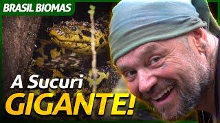 O ENCONTRO COM A SUCURI-AMARELA GIGANTE! | RICHARD RASMUSSEN