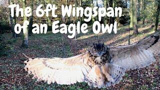 Henrietta the Eagle Owl displaying her impressive  wingspan in stunning slow motion!