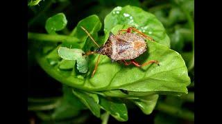 Picromerus bidens - Spiked shieldbugs mating