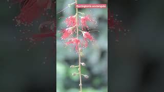 Barringtonia acutangula #timelapse #plants #relax #shorts