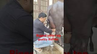 biggest udder top quality buffalo,World top quality buffalo,Rudra choudhary dairy farm,agriculture