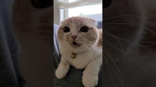 猫に話しかけたら可愛すぎた...笑#shots