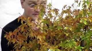 Dr Carl Morrow talks on a Japanese Maple