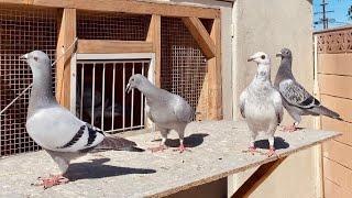 *THIRD TIME OUT* All Birds Scattered! Settling my Young Racing Pigeons