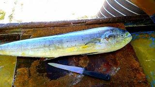 GIANT MAHI MAHI FISH CUTTING SKILLS | Indian Ocean Fish | Sea Food Maldives | Fish Cutting Videos