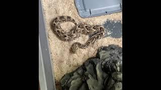 Graphic Content, live feeding video highonsnakes puff adder envenomating chick. Death by cytotoxin.