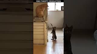 Cute cat compilation funny pet videos | #cats  #shorts #cats #viral #shorts  #cute #animals #pets