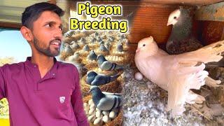 Pigeon Breeding Progress - Eggs And Baby Pigeons ️ | Amazing Pigeon Tips