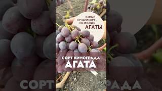 Сорт винограда Агата #виноградульяновска #сад #садоводничество #виноградарство #огород