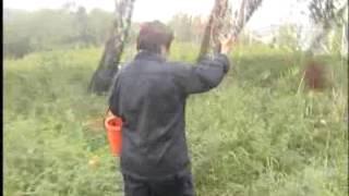 Чур Световита на горе Всебожья