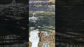 Eel and Cormorant in Millwall Dock