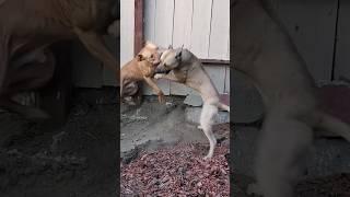 Best Friend APBT'S #realapbt  Wrestling-Rolling for Fun Exercise :)