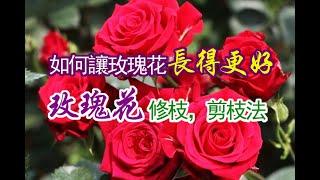 玫瑰花剪枝，修枝法！如何讓玫瑰花長得更好？【美新社】