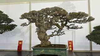 Kaohsiung Bonsai Club exhibit and competiton 2023 part 2