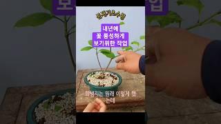 라일락 꽃 풍성하게 보려면 지금 당장 이작업 해주세요. 분재기초 가지치기법