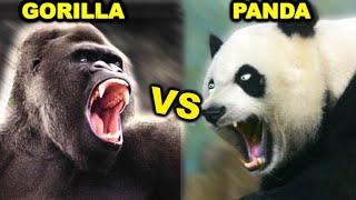 GORILLA vs PANDA BEAR - Who Would Win a Fight