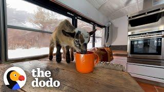 Baby Goat "Beeps" At His Mom Who Saved Him | The Dodo