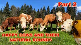 COW MOO! Happy cows on a farm with their natural sounds: mooing, bellowing, snorting + grunting