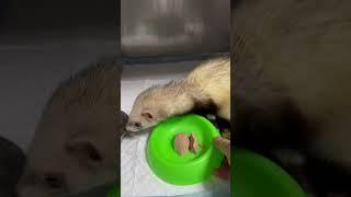 У Лоры вернулся аппетит.