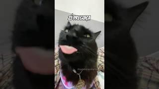 ZÉ PREGUIÇA  #gatos #comedia #gatalunacatarina