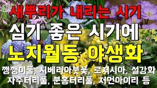 지금 심으면 좋은 꽃들 추천! 노지월동 야생화 판매 농장 (깽깽이풀, 아이리스, 삼지구엽초, 터리풀 등)