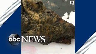 Perfectly preserved head of Ice Age wolf found in Siberia