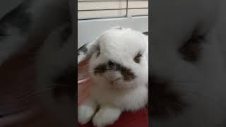 Cute Rabbit has a Mustache #cute #mustache #rabbit