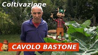 Cavolo Bastone: La Magia della Coltivazione Biennale