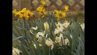 Tips for Fertilizing Dutch Bulbs