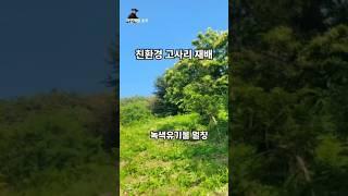 친환경 인증 고사리 재배  #친환경인증 #고사리 #임간재배