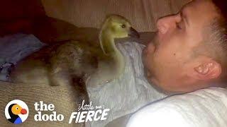 Baby Goose Won't Leave The Side Of The Guy Who Rescued Him | The Dodo Little But Fierce