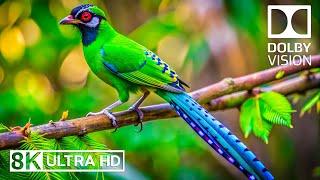 Bird Relaxing Sound 8K ️ Music And Bird Songs To Soothe Your Worries