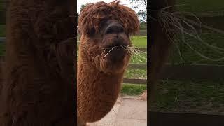 Alpaca Mukbang #yummy #mukbang #mukbangshortsvideo #shorts #trending #asmr